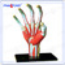 PNT-7002 educational Human hand bone anatomical toy model